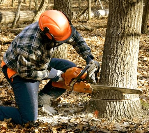 Tree Removal in East Charleston, VT